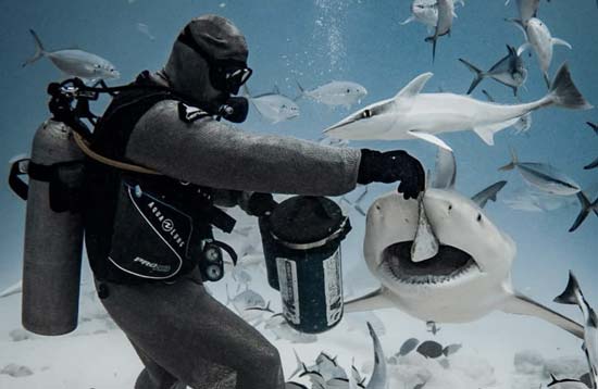 dive mike bull sharks