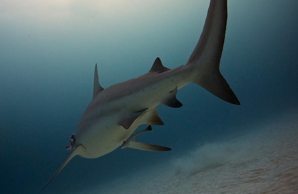 bull shark