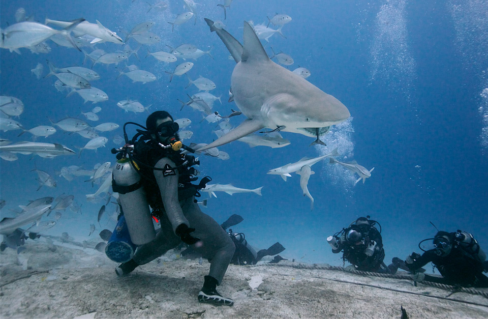 attracting bull sharks