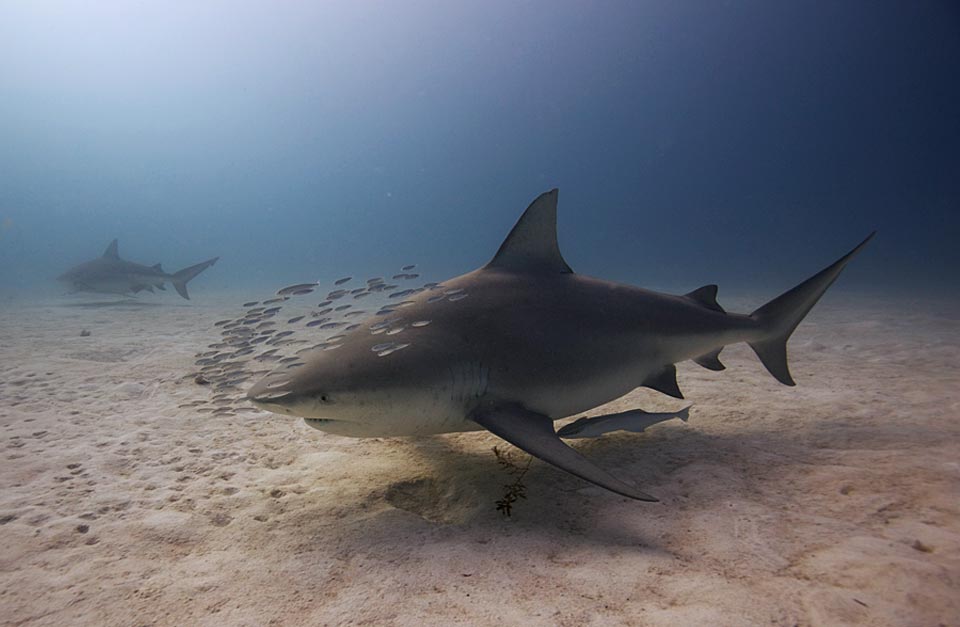 bull shark with tiny fishes