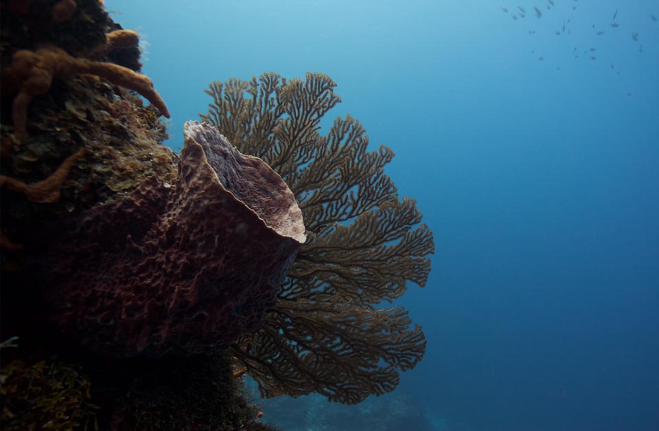 giant barrel sponge in Cozumel