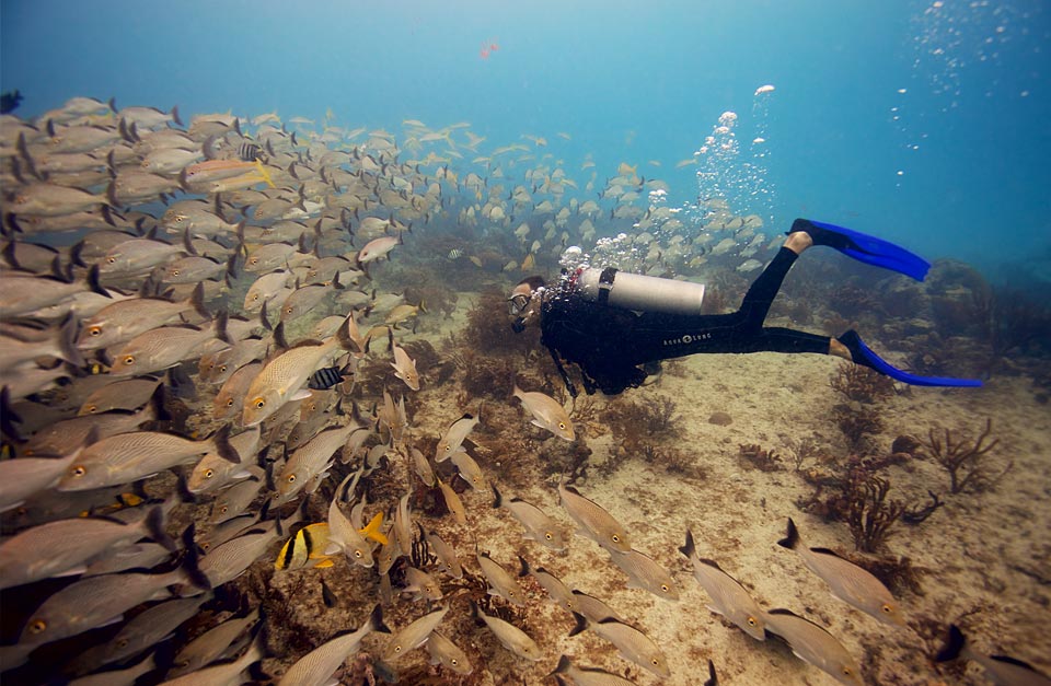 scuba diver swimming into school of grunt fish