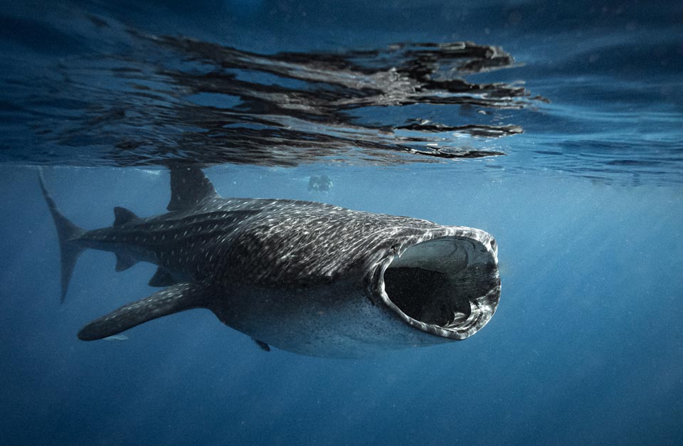 whale shark filter feeding