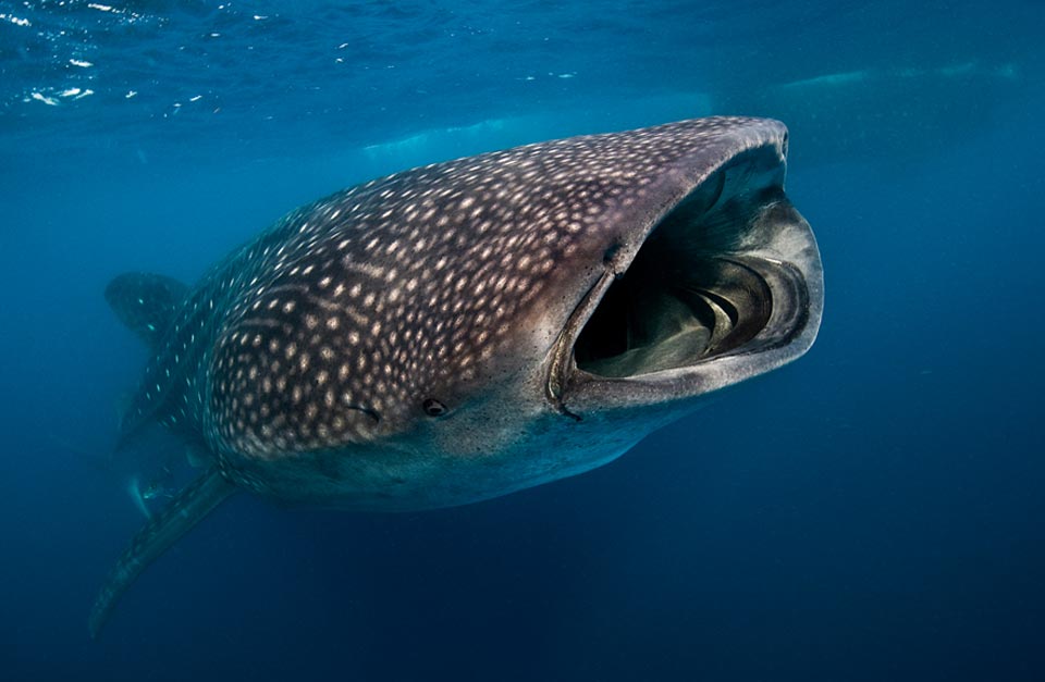Whale Shark head close-up